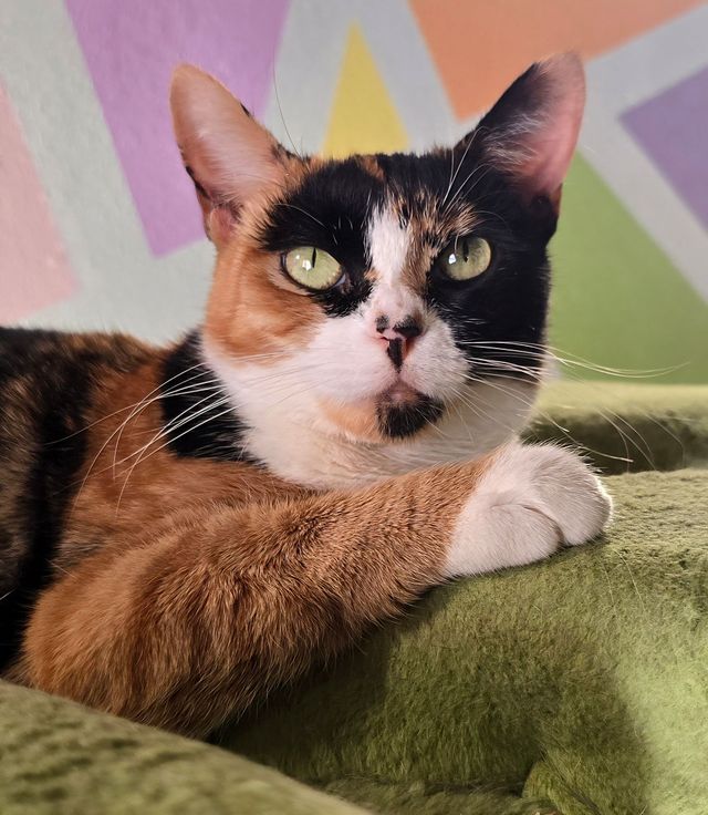 Alexander is a Unique Cat